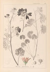 Herbier de la flore française Pl.0035