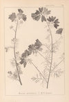 Herbier de la flore française Pl.0036
