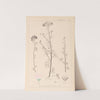 Herbier de la flore française Pl.0037 by Louis Antoine Cusin