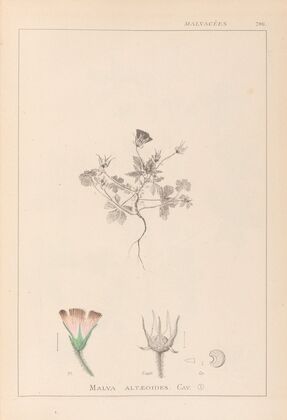Herbier de la flore française Pl.0038