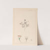 Herbier de la flore française Pl.0038 by Louis Antoine Cusin