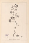 Herbier de la flore française Pl.0040