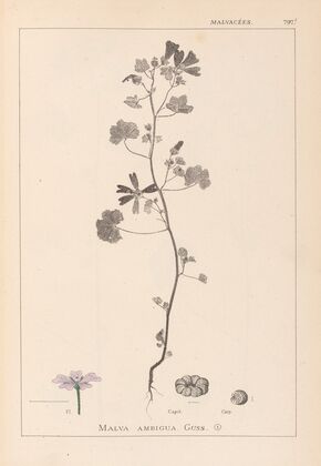 Herbier de la flore française Pl.0040