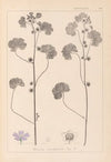 Herbier de la flore française Pl.0041