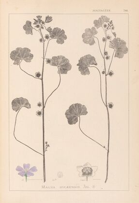 Herbier de la flore française Pl.0041