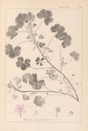 Herbier de la flore française Pl.0042