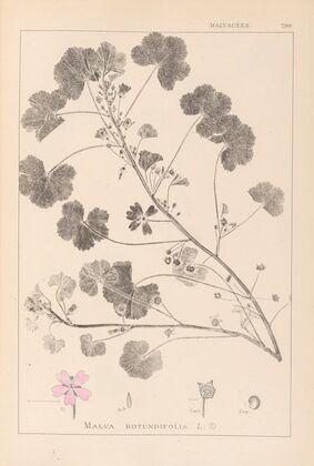 Herbier de la flore française Pl.0042
