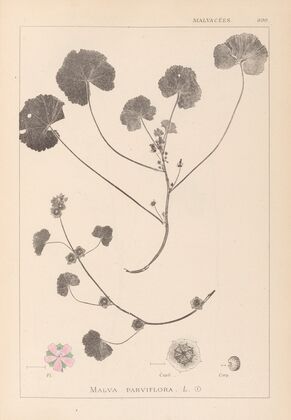 Herbier de la flore française Pl.0043