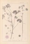 Herbier de la flore française Pl.0044