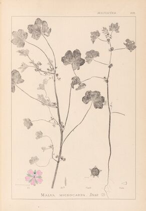 Herbier de la flore française Pl.0044