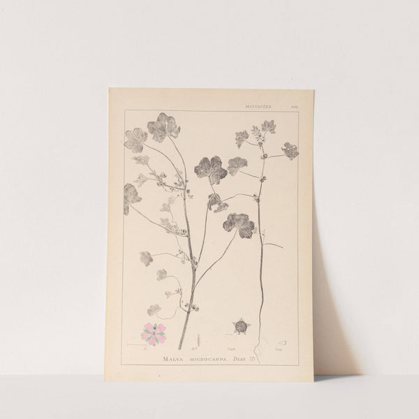 Herbier de la flore française Pl.0044 by Louis Antoine Cusin