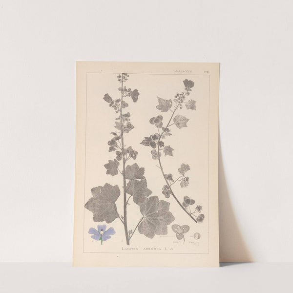 Herbier de la flore française Pl.0045 by Louis Antoine Cusin