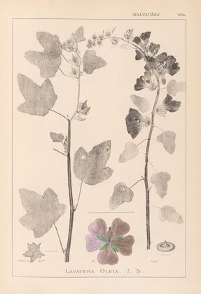 Herbier de la flore française Pl.0047