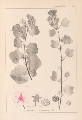 Herbier de la flore française Pl.0048