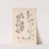 Herbier de la flore française Pl.0048 by Louis Antoine Cusin