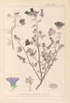 Herbier de la flore française Pl.0049