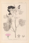 Herbier de la flore française Pl.0050