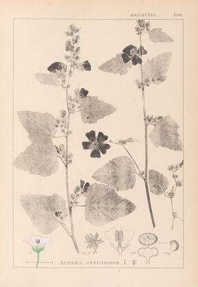 Herbier de la flore française Pl.0051