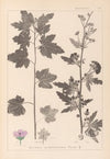 Herbier de la flore française Pl.0053