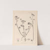 Herbier de la flore française Pl.0054 by Louis Antoine Cusin