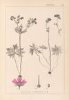 Herbier de la flore française Pl.0057