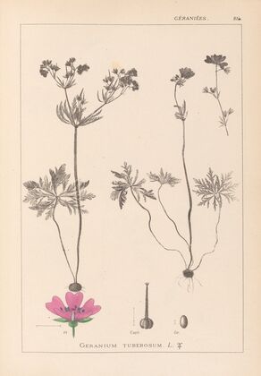 Herbier de la flore française Pl.0057