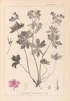 Herbier de la flore française Pl.0059