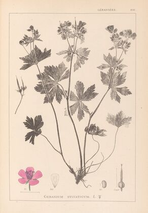 Herbier de la flore française Pl.0059