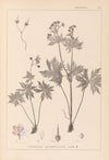 Herbier de la flore française Pl.0060
