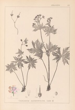 Herbier de la flore française Pl.0060