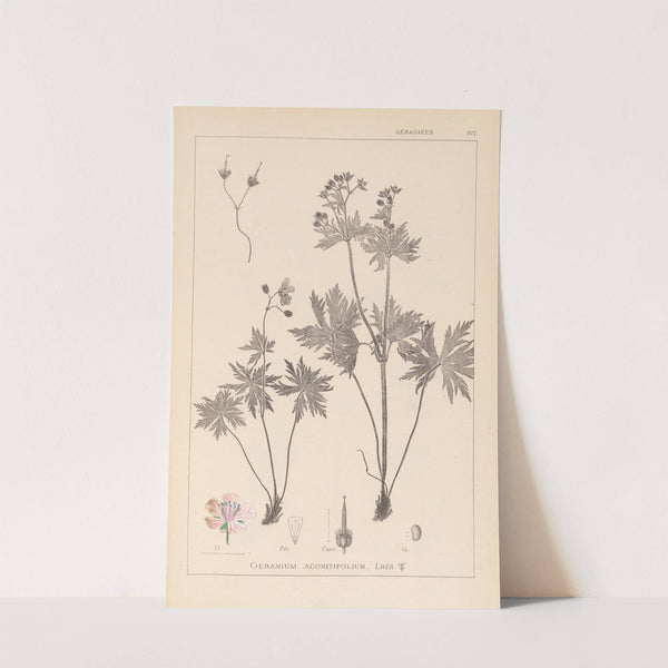 Herbier de la flore française Pl.0060 by Louis Antoine Cusin
