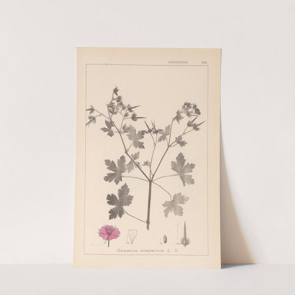Herbier de la flore française Pl.0061 by Louis Antoine Cusin
