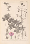 Herbier de la flore française Pl.0063