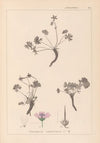 Herbier de la flore française Pl.0066