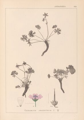 Herbier de la flore française Pl.0066