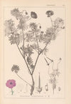 Herbier de la flore française Pl.0067