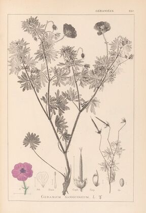 Herbier de la flore française Pl.0067