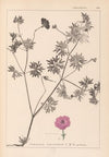 Herbier de la flore française Pl.0068