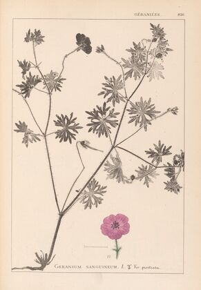 Herbier de la flore française Pl.0068