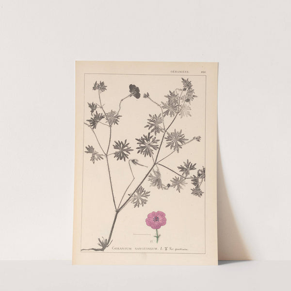 Herbier de la flore française Pl.0068 by Louis Antoine Cusin