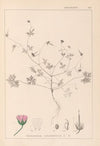 Herbier de la flore française Pl.0069