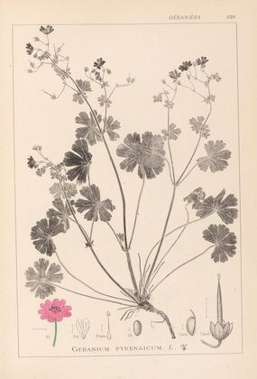 Herbier de la flore française Pl.0071