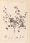 Herbier de la flore française Pl.0073