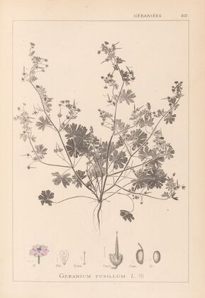 Herbier de la flore française Pl.0073