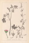 Herbier de la flore française Pl.0075