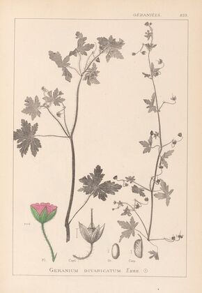 Herbier de la flore française Pl.0075