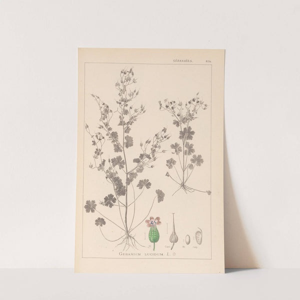 Herbier de la flore française Pl.0076 by Louis Antoine Cusin