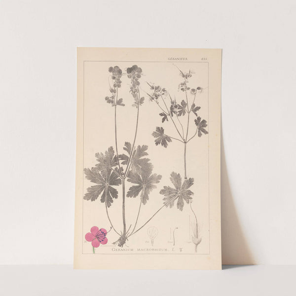 Herbier de la flore française Pl.0077 by Louis Antoine Cusin