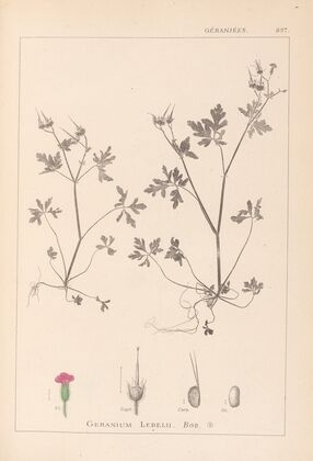 Herbier de la flore française Pl.0079