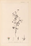 Herbier de la flore française Pl.0080